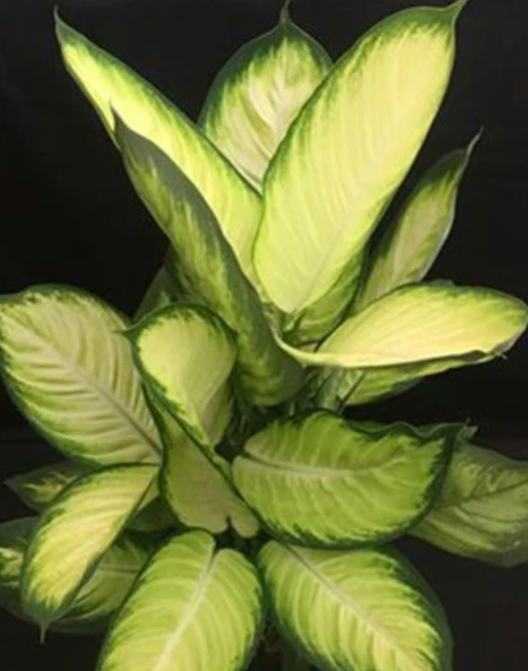 Dieffenbachia 'Tropic Marianne'