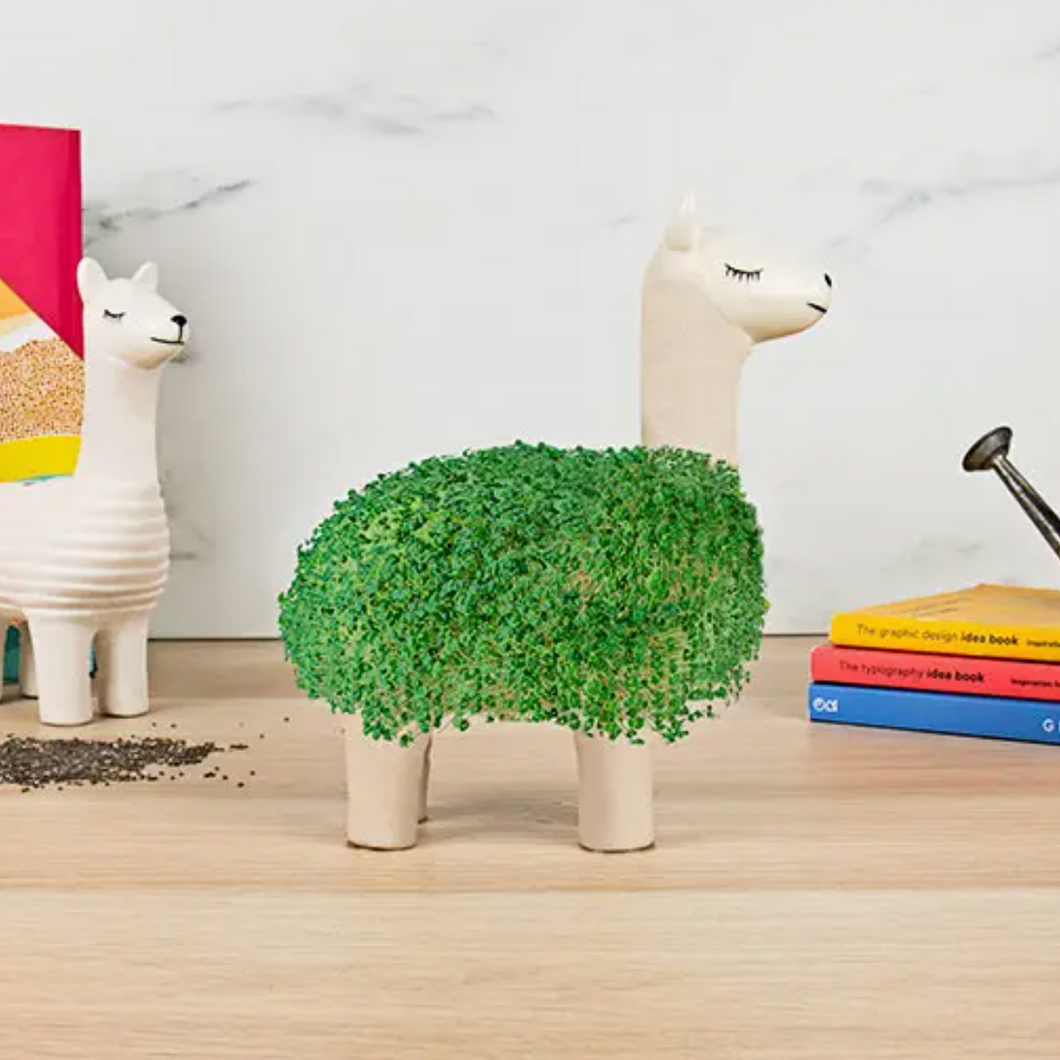 Chia Pet Kits