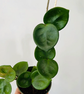 Hoya carnosa 'Chelsea'