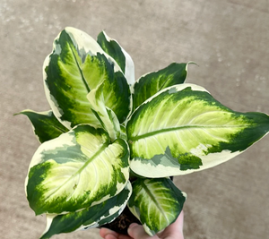 Dieffenbachia 'Cool Beauty'