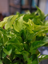 Load image into Gallery viewer, Pothos &#39;Champs Elysees&#39;
