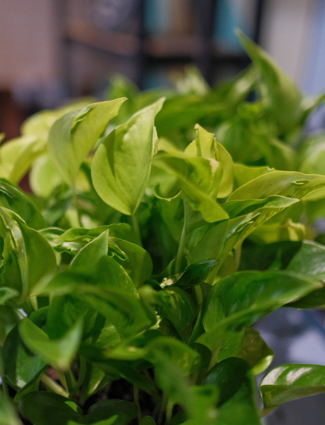 Pothos 'Champs Elysees'