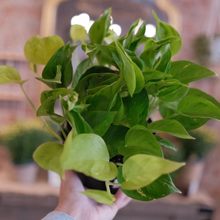Load image into Gallery viewer, Pothos &#39;Champs Elysees&#39;
