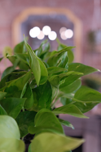 Load image into Gallery viewer, Pothos &#39;Champs Elysees&#39;
