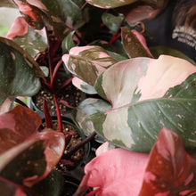 Load image into Gallery viewer, Philodendron &#39;Pink Princess&#39;
