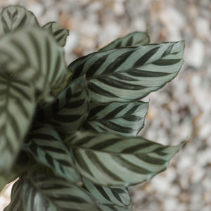 Calathea 'Freddie'