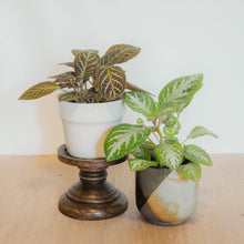 Load image into Gallery viewer, Episcia &quot;Pink Panther&quot;
