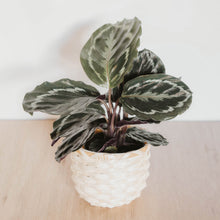 Load image into Gallery viewer, Calathea Medallion
