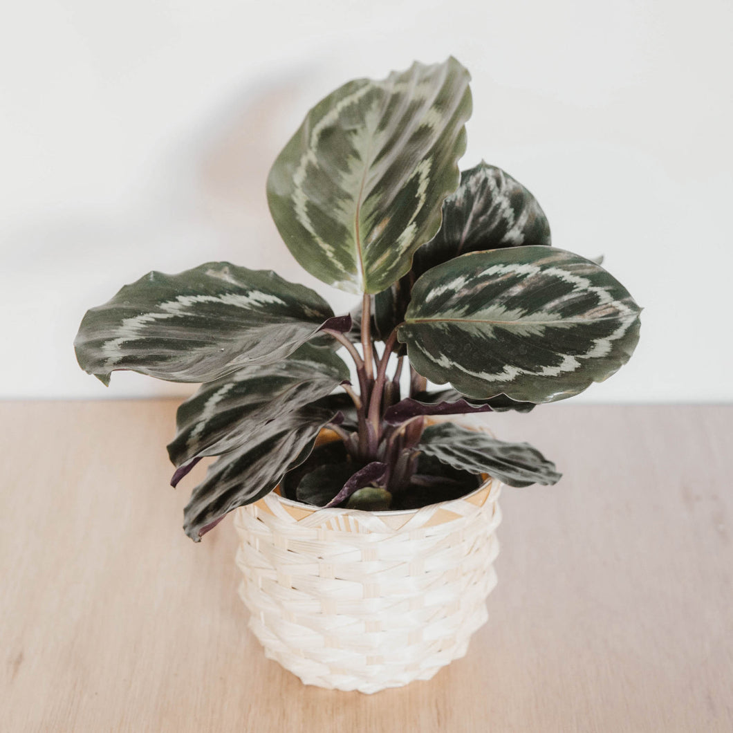 Calathea roseopicta 'Medallion'