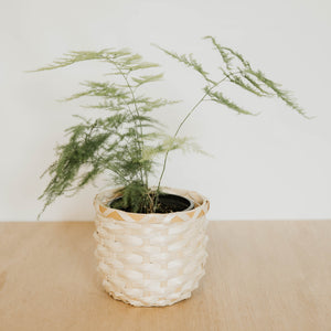 Asparagus Fern 'Plumosa'