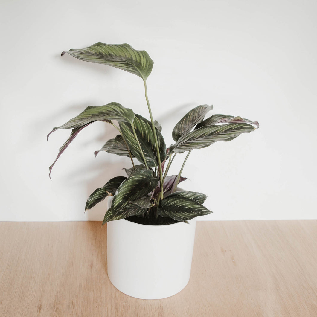 Calathea 'Beauty Star'