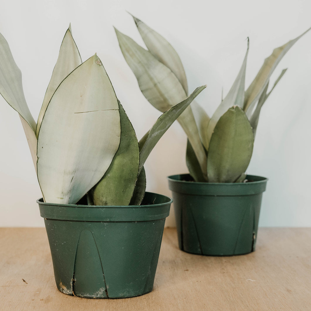 Moonshine Snake Plant