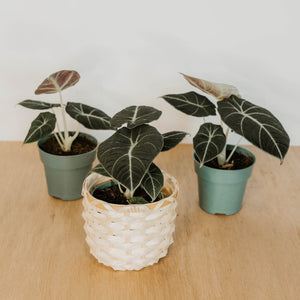 Alocasia 'Black Velvet'