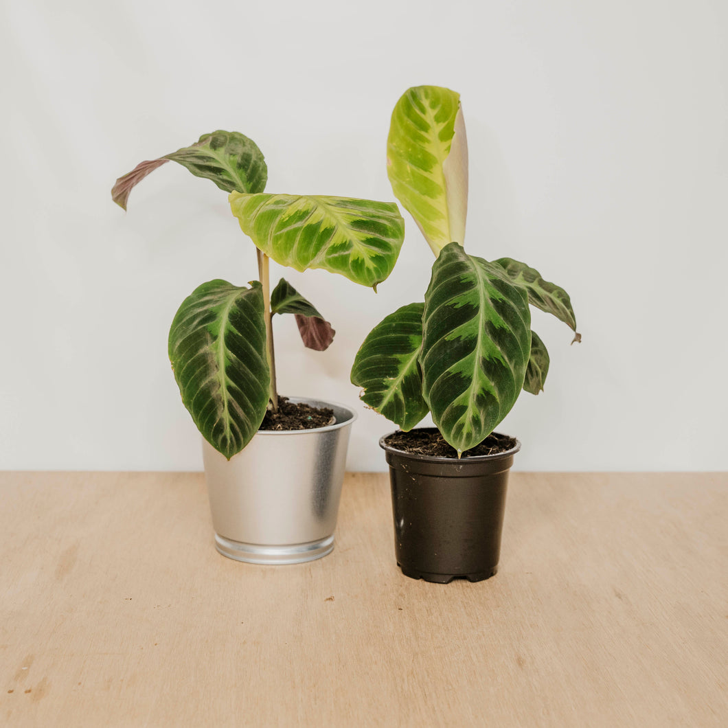 Calathea 'Jungle Velvet'