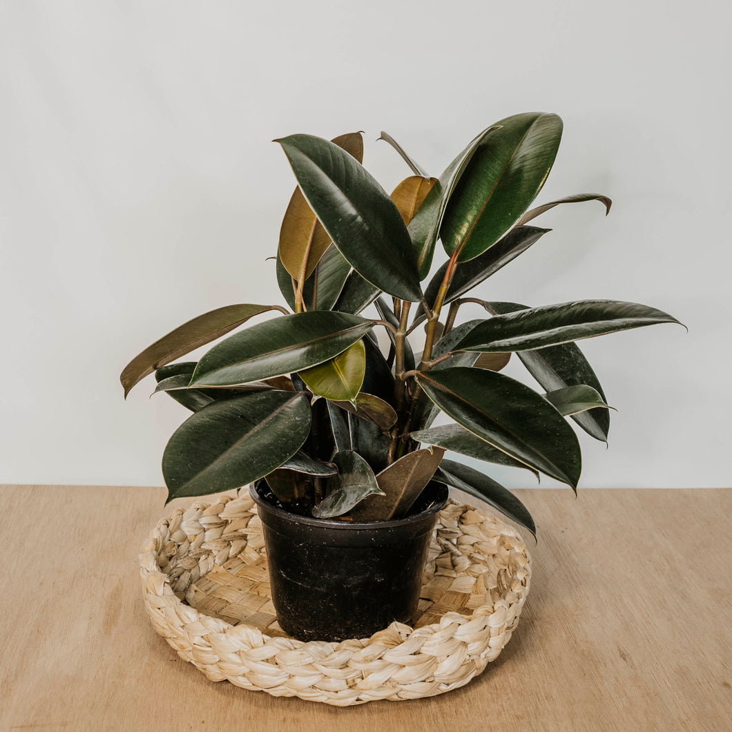 Ficus elastica 'Burgundy'