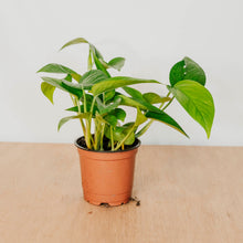 Load image into Gallery viewer, Jade Pothos
