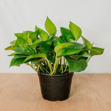 Load image into Gallery viewer, Jade Pothos
