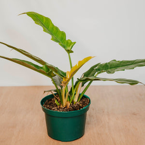 Philodendron 'Jungle Boogie'