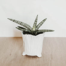 Load image into Gallery viewer, Snake Plant &#39;Starfish&#39;
