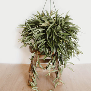 Hoya wayetii
