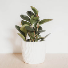 Load image into Gallery viewer, Peperomia &quot;Jade&quot;
