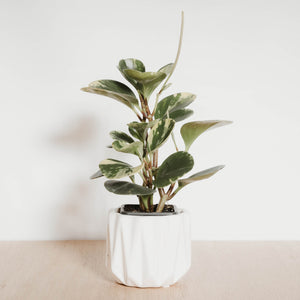 Peperomia 'Marble'