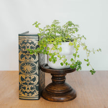 Load image into Gallery viewer, Pilea Depressa &#39;Baby Tears&#39;
