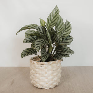 Calathea 'Freddie'