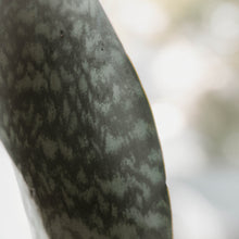 Load image into Gallery viewer, Snake Plant &#39;Whale Fin&#39;
