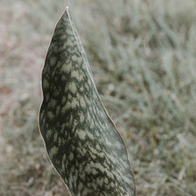 Load image into Gallery viewer, Snake Plant &#39;Whale Fin&#39;
