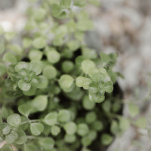 Load image into Gallery viewer, Pilea Depressa &#39;Baby Tears&#39;
