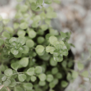 Pilea Depressa 'Baby Tears'