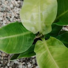 Load image into Gallery viewer, Philodendron &#39;Moonlight&#39;
