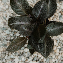 Load image into Gallery viewer, Episcia &quot;Pink Panther&quot;
