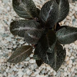 Episcia "Pink Panther"