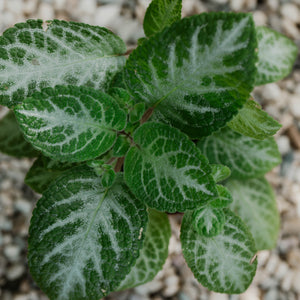 Episcia "Pink Panther"