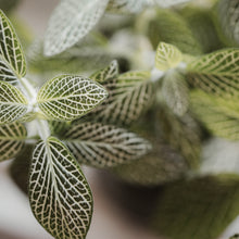 Load image into Gallery viewer, Fittonia Nerve Plant

