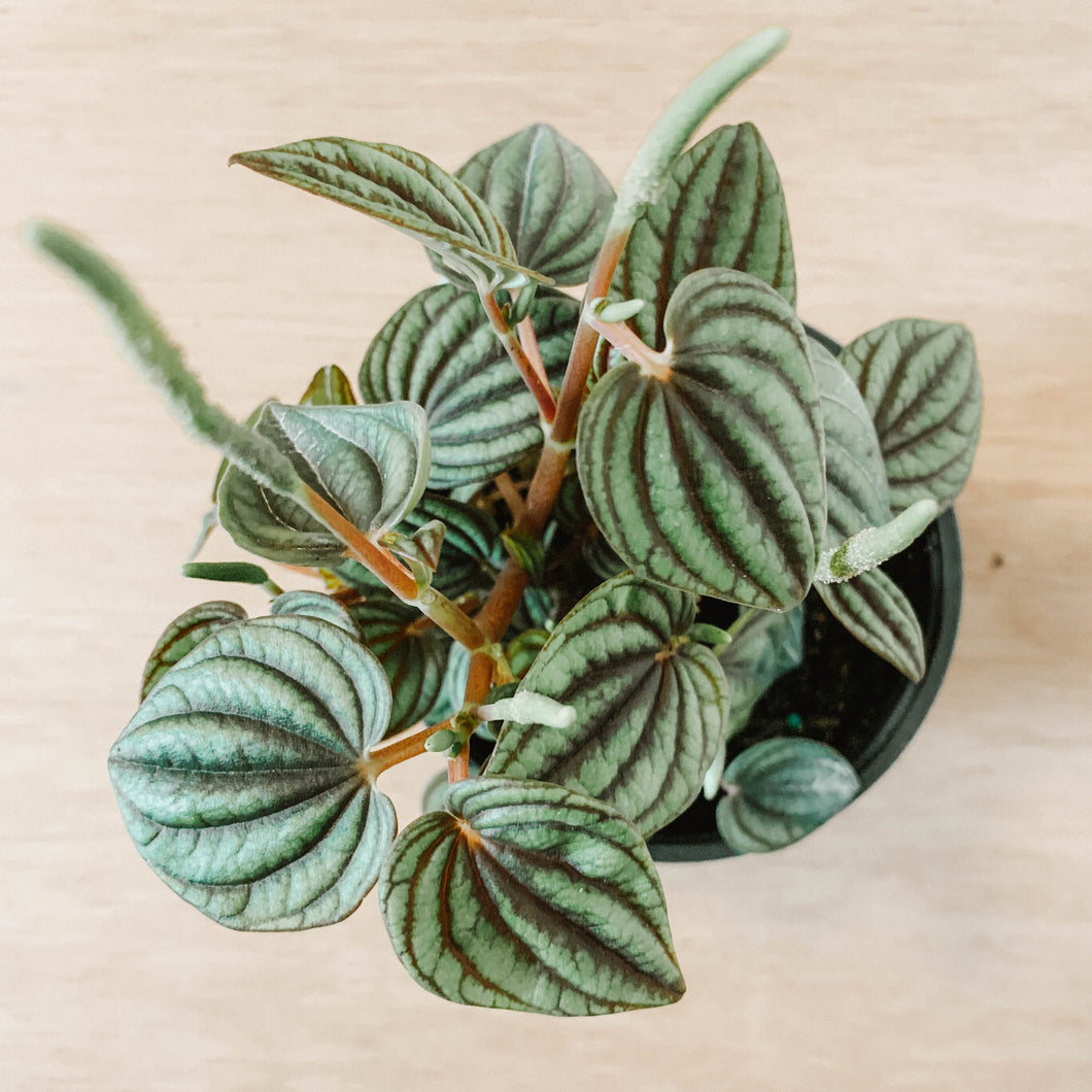 Peperomia 'Piccolo Banda'