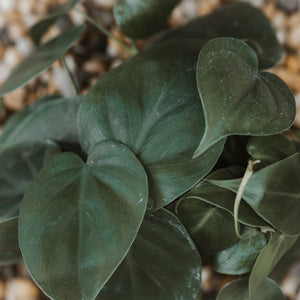 Philodendron cordatum "Heartleaf"