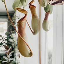 Load image into Gallery viewer, Pitcher Plant
