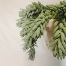 Load image into Gallery viewer, Donkey Tail Cactus
