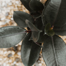Load image into Gallery viewer, Ficus elastica &#39;Burgundy&#39;
