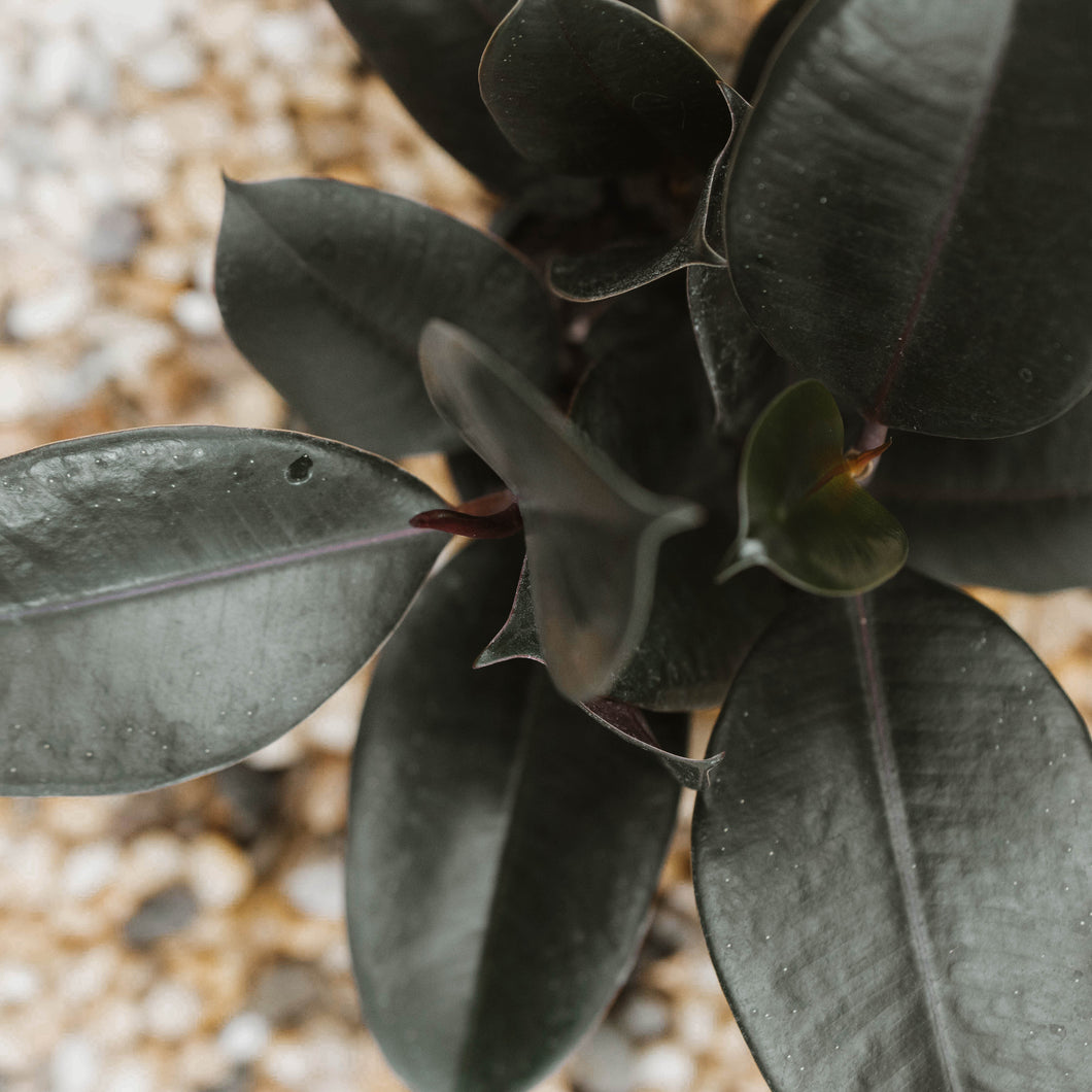 Ficus elastica 'Burgundy'