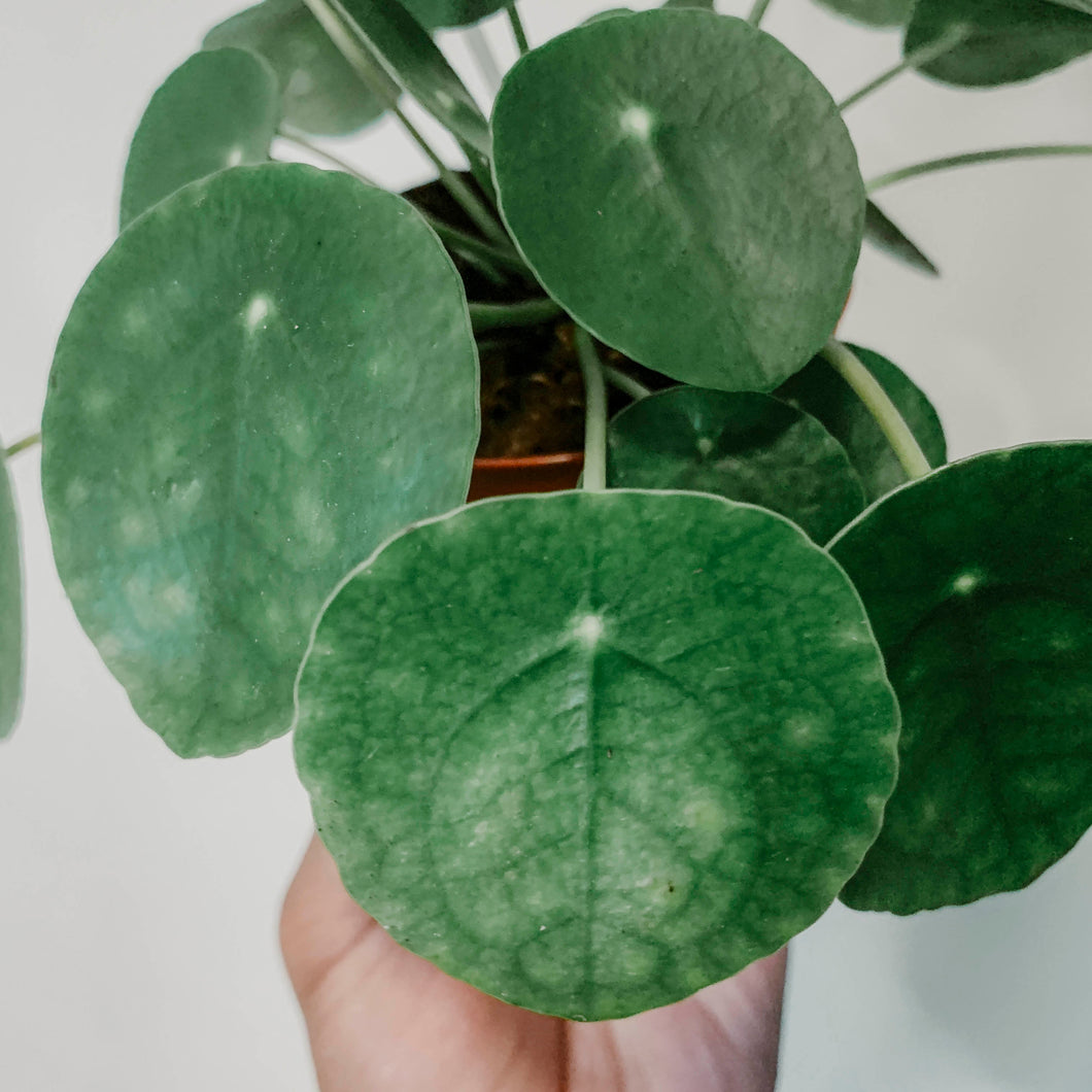 Pilea peperomiodes 'Friendship'