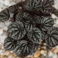 Load image into Gallery viewer, Peperomia &quot;Schumi Red&quot;
