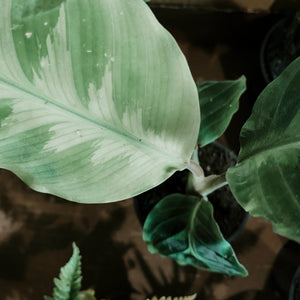 Calathea 'Jungle Velvet'