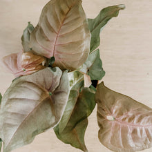 Load image into Gallery viewer, Syngonium &#39;Neon Robusta&#39;
