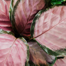 Load image into Gallery viewer, Calathea rosieopicta

