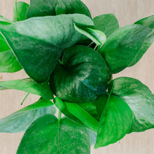 Load image into Gallery viewer, Jade Pothos

