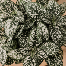 Load image into Gallery viewer, Polka Dot Plant
